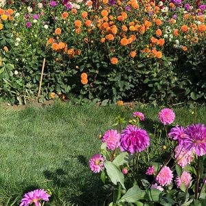 Meet your Posher, Dana